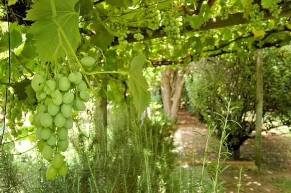 SWAN RIVER FRONTAGE Picture 3