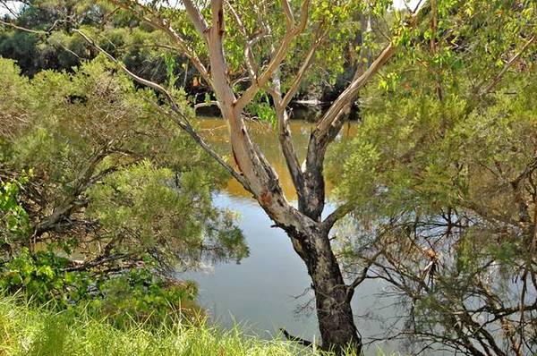 SWAN RIVER FRONTAGE Picture 1