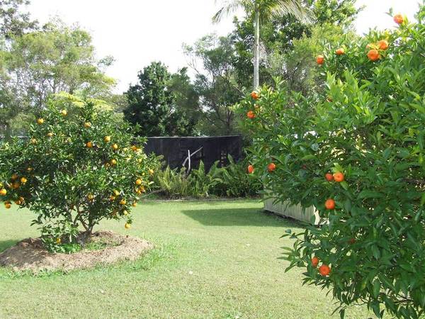 Semi Rural Home & Orchard Picture 1