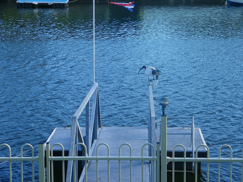 Throw in the crab pots Picture 2