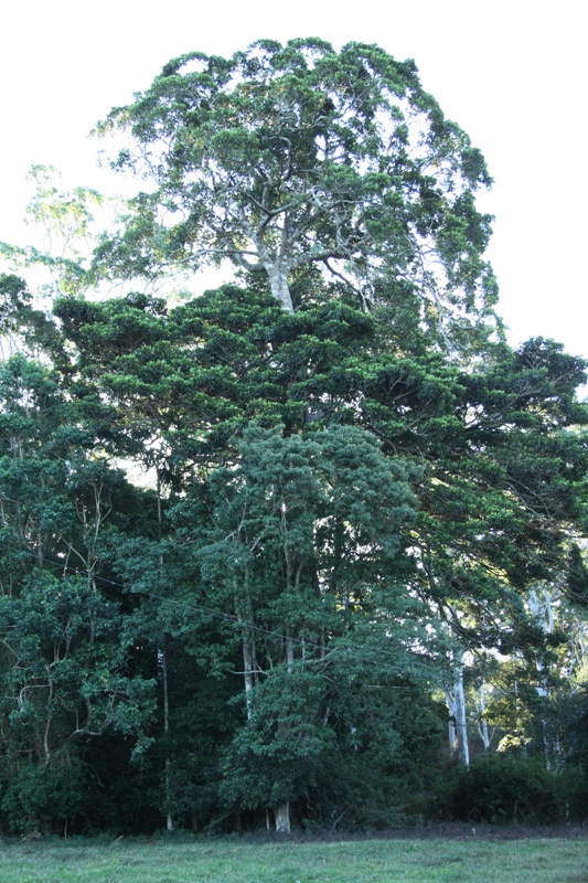 3 ACRES OF LUSH RURAL LAND Picture 1