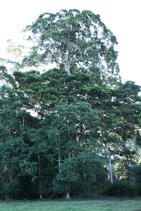 3 ACRES OF LUSH RURAL LAND Picture 3 ACRES OF LUSH RURAL LAND Picture