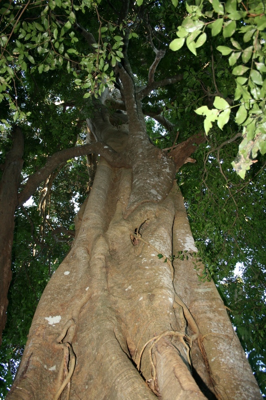 3 ACRES OF LUSH RURAL LAND Picture 2