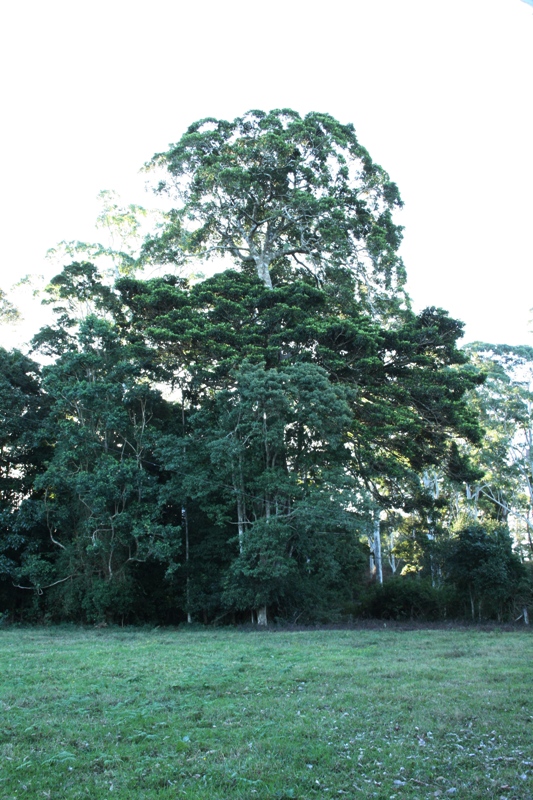 3 ACRES OF LUSH RURAL LAND Picture 3