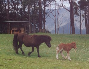 HOMESTEAD B&B ON TAMBORINE MOUNTAIN Picture 3