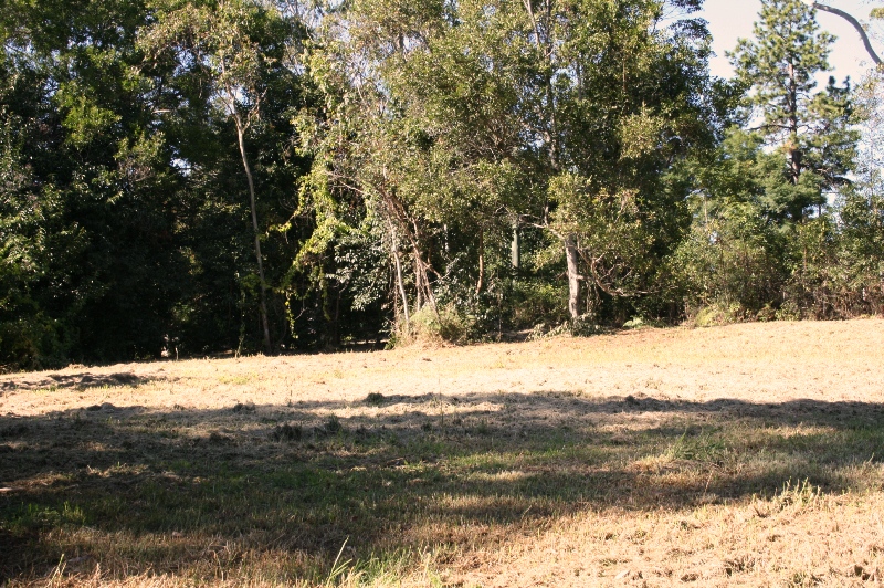 WELL PRICED 1/2 ACRE LEVEL BLOCK ON MOUNT TAMBORINE - ZONED RESIDENTIAL/ VILLAGE RESIDENTIAL Picture 2