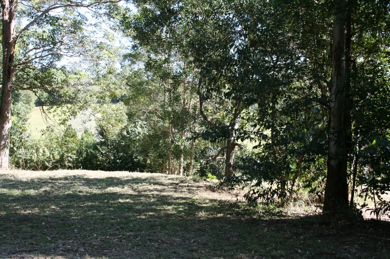 WELL PRICED 1/2 ACRE LEVEL BLOCK ON MOUNT TAMBORINE - ZONED RESIDENTIAL/ VILLAGE RESIDENTIAL Picture 3
