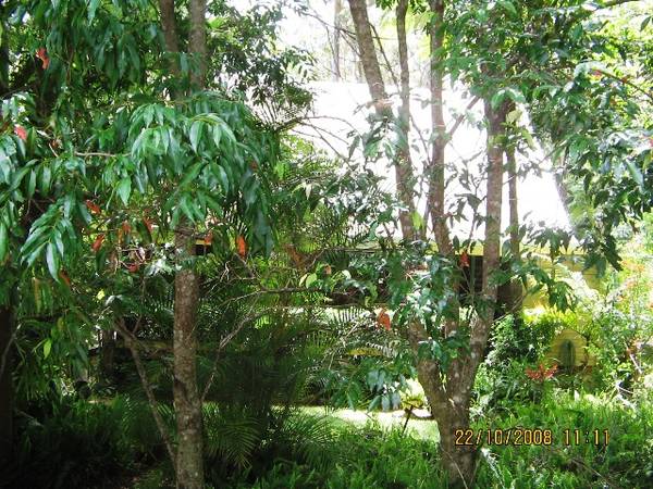 Tranquil Rainforest Setting Picture 3