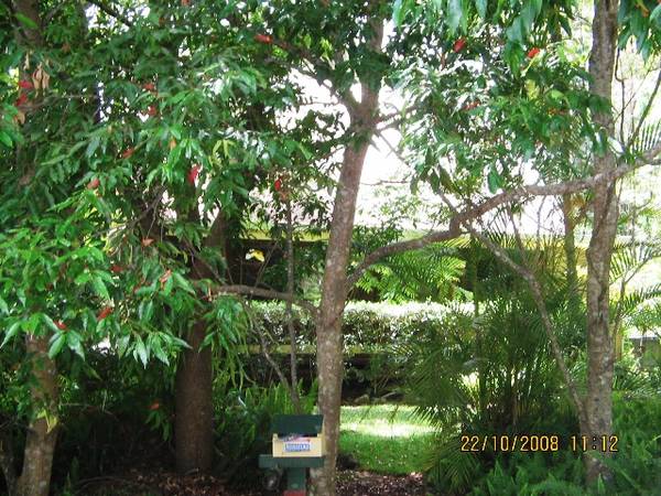 Tranquil Rainforest Setting Picture 1