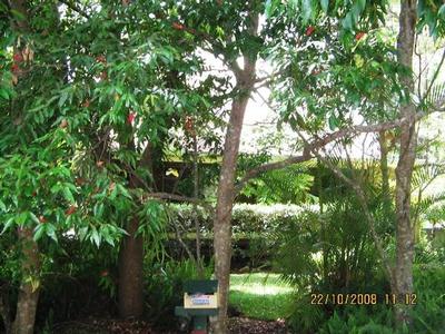 Tranquil Rainforest Setting Picture