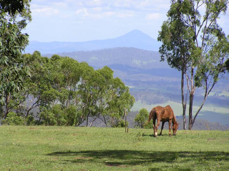 Welcome to Mingara Estate on Tamborine Mountain-Developer Wants Them Sold And Has Reduced His Prices! Picture 3