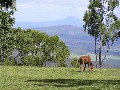 Welcome to Mingara Estate on Tamborine Mountain-Developer Wants Them Sold And Has Reduced His Prices! Picture