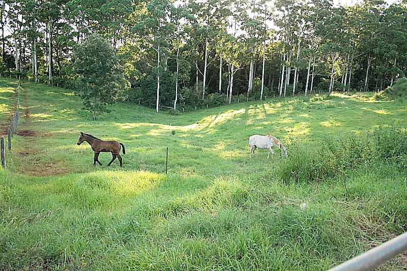 Queenslander Home On 2.5 Acres Ready For The Kids Picture 2