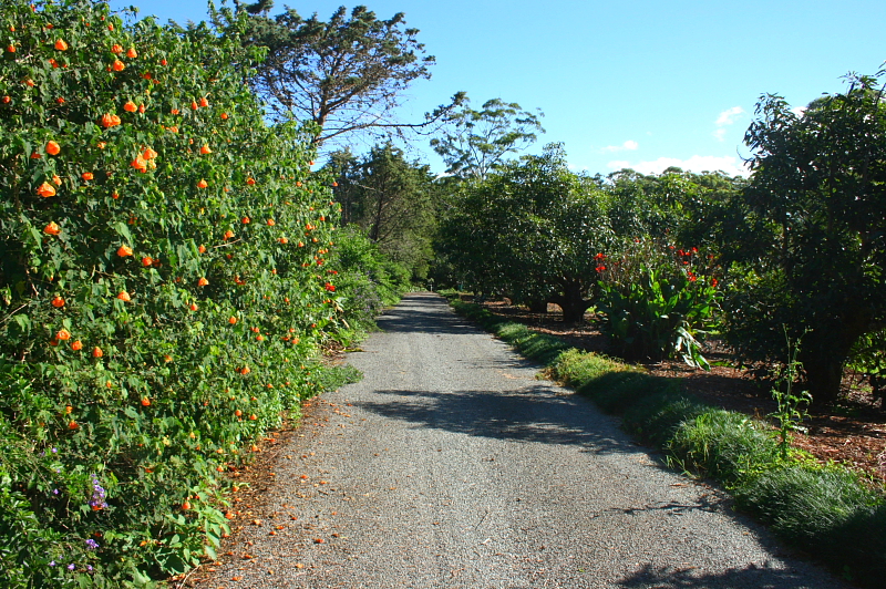 Secluded Behind The Avocado's Picture 2