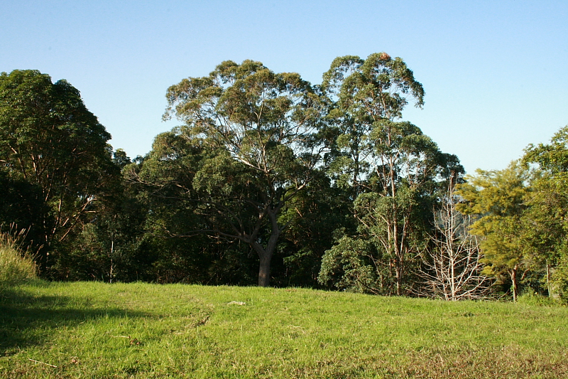 Potential plus In North Tamborine Picture 1