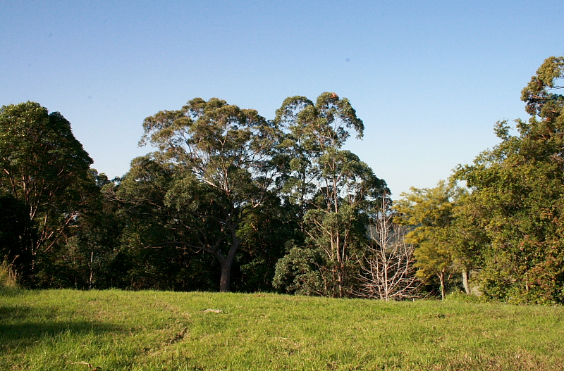 Potential plus In North Tamborine Picture 3