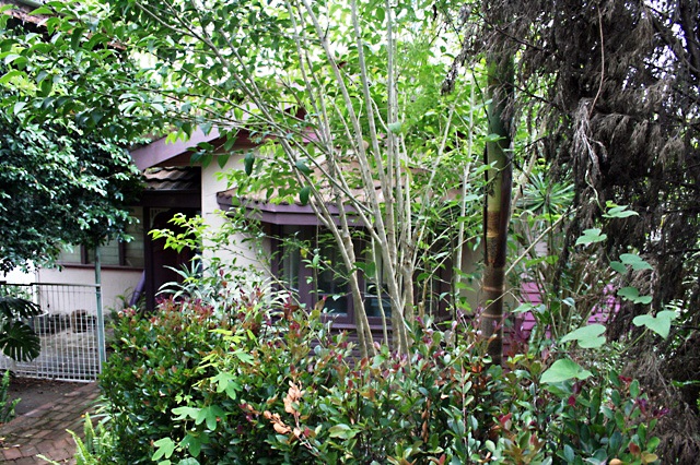 Cranberry House (Circa 1947) on Tamborine Mountain Picture 2