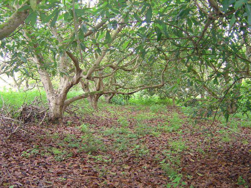 CENTRAL NORTH TAMBORINE Picture 3