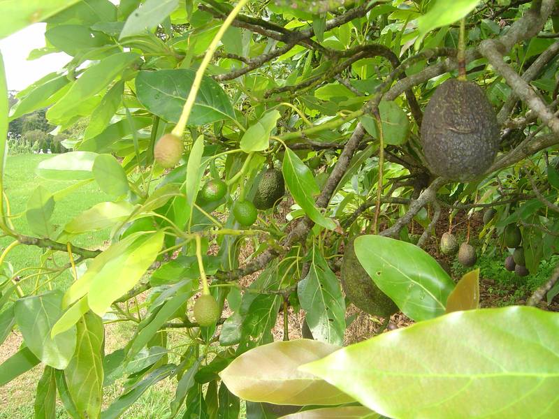 CENTRAL NORTH TAMBORINE Picture 1