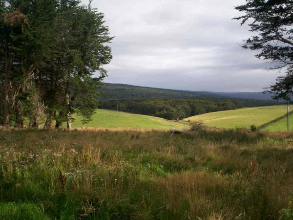 MUST BE SOLD!!! COUNTRY LIVING Picture 1