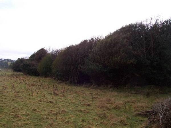 LIFESTYLE BLOCK IN TOWN Picture 3