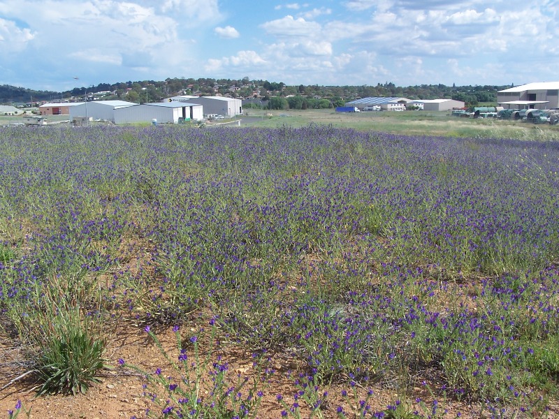 INDUSTRIAL LAND FOR SALE Picture 2