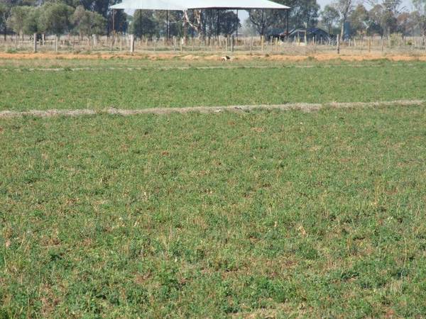 ARDMONA QUALITY SOILS Picture 2