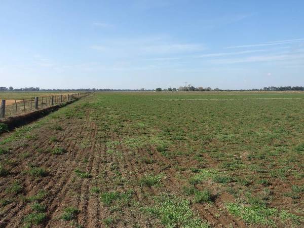 ARDMONA QUALITY SOILS Picture 1