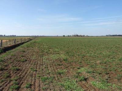 ARDMONA QUALITY SOILS Picture