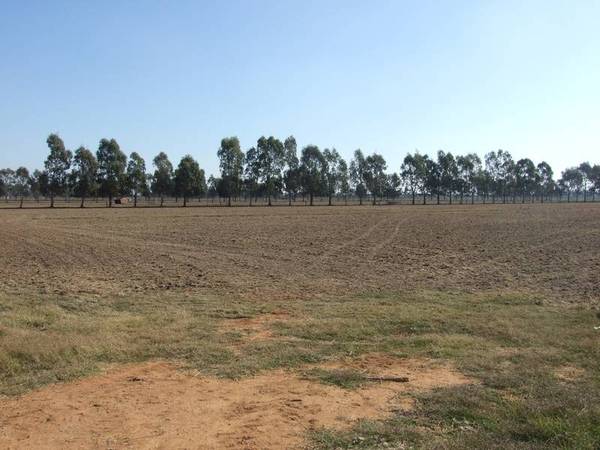 ARDMONA QUALITY SOILS Picture 3