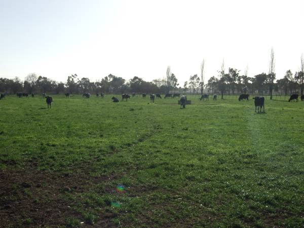 Highly Productive Dairy Farm Picture 2