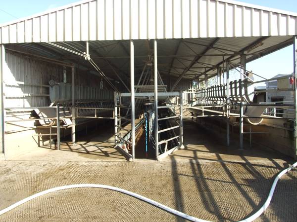 Highly Productive Dairy Farm Picture 3