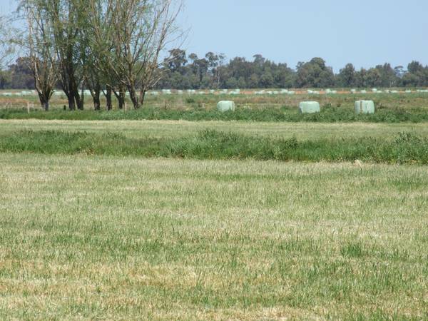 Dairy Farm With Water & Bore Water Picture 2