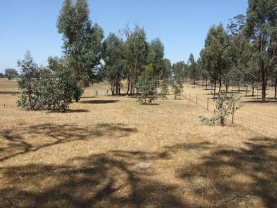 Outpaddock Or Lifestyle Picture