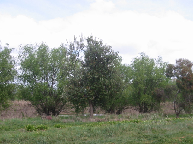 Prime Lifestyle Opportunity - 10 Hectares Approx Picture 3