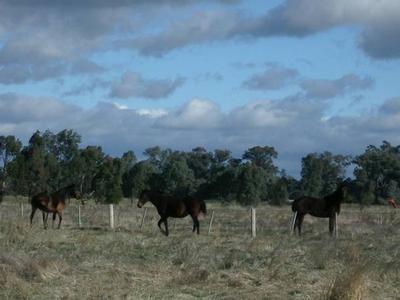 HORSES PARADISE ON 80 ACRES Picture
