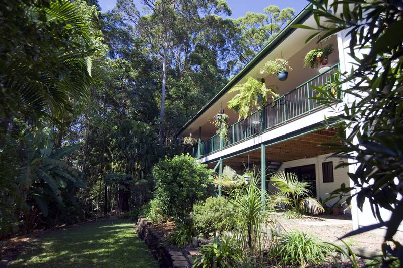 Rainforest Backdrop, Extensive Bird life, Many Extras!! Picture 2