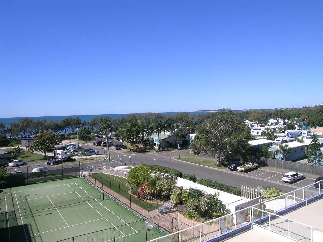 Cotton Tree - Central Picture 3