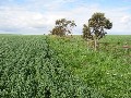 Yorke Peninsula Blue Ribbon Cropping Country Picture