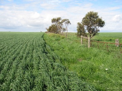 Yorke Peninsula Blue Ribbon Cropping Country Picture