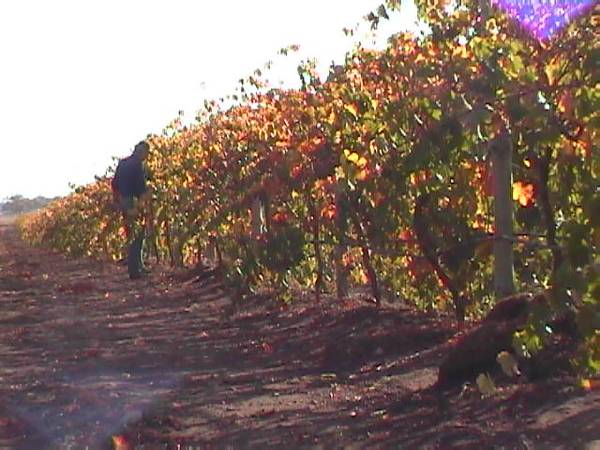 VINEYARD & FARMING BUSINESS Picture