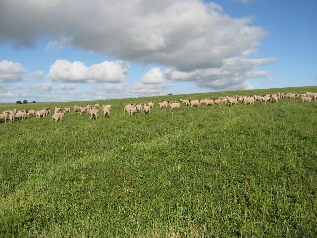 923.96 Acres (apprx) Central YP Cropping Picture 2