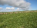 923.96 Acres (apprx) Central YP Cropping Picture