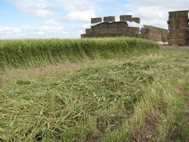 914 ACRES PRIME YP CROPPING Picture 1