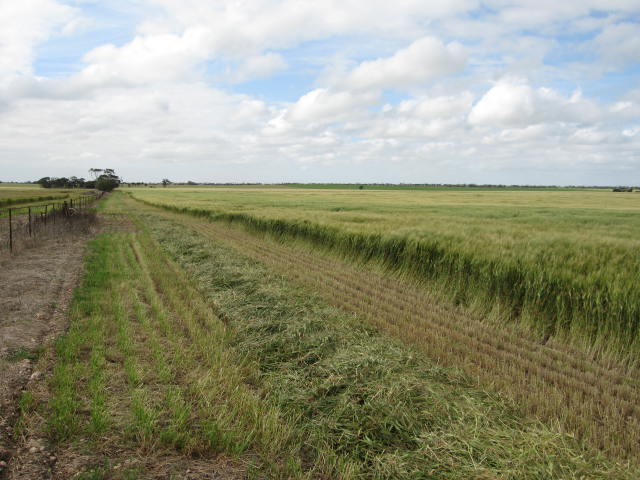 914 ACRES PRIME YP CROPPING Picture 2