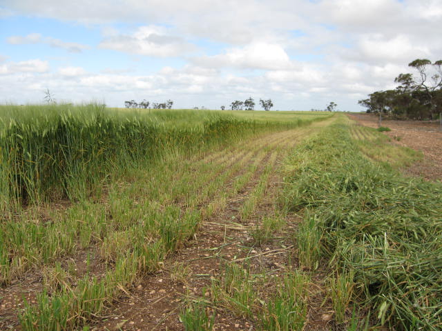 914 ACRES PRIME YP CROPPING Picture 3