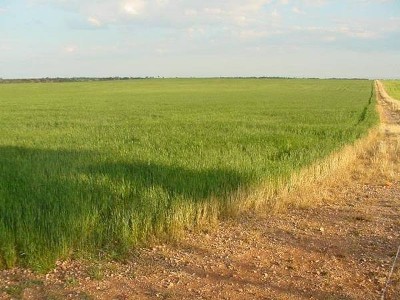 Prime Yorke Peninsula Cropping Land Picture Prime Yorke Peninsula Cropping Land Picture