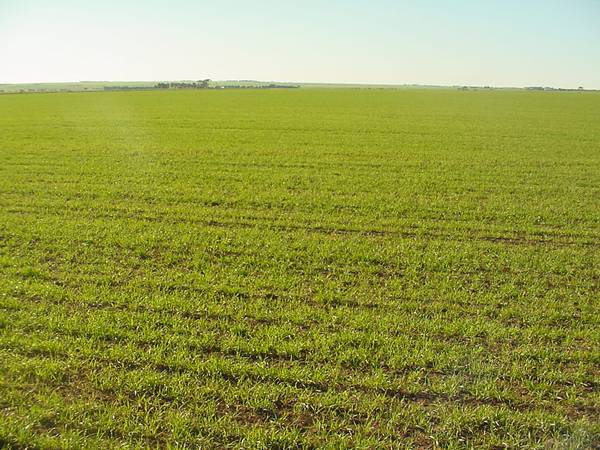 Prime Yorke Peninsula Cropping Land Picture 2