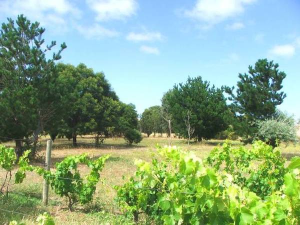 8 Acres+...52 Squares (living) Picture 3