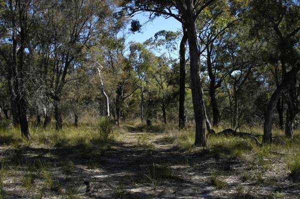 Timber Ridge - 20.12 acres Picture 1